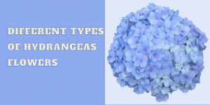 Different Types of Hydrangeas Flowers | Global Rose